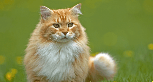 Why Nutrition in Cat Food Is Key for Shiny Coat