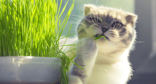 Why Fiber Is Important for Your Cat’s Nutrition