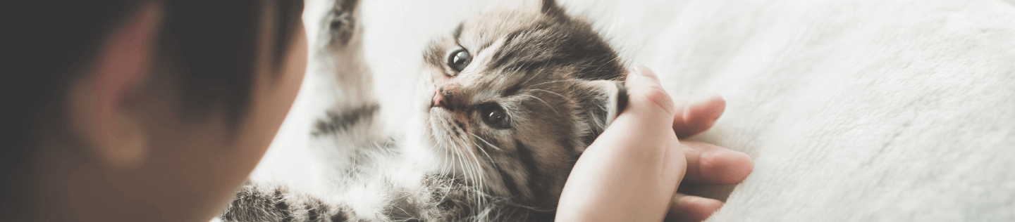 Kitten Basics: Enriched Environments