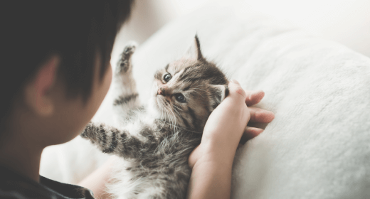 Kitten Basics: Enriched Environments