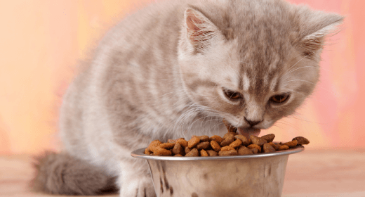 All Natural, Holistic, and Organic Kitten Food