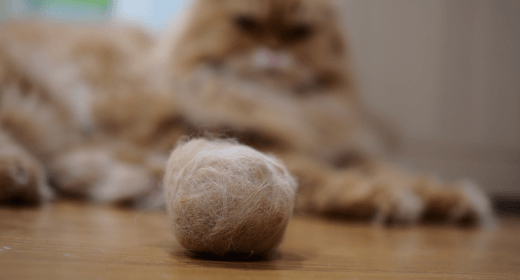 How to Care for Your Cat’s Hairball Issues
