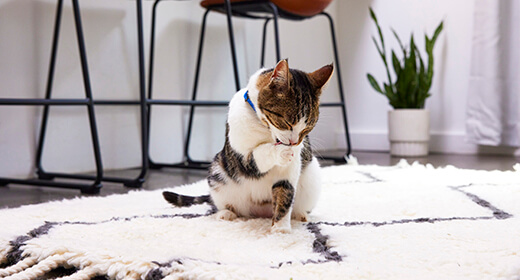 How to Cut a Cat's Nails: A Comprehensive Guide to Understand and Manage Cat Clawing