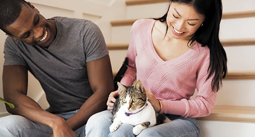 Everything You Need to Know About Bringing a Kitten Home
