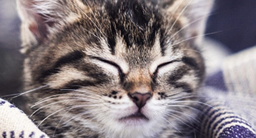 Kitten Basics: Do Kittens Get Hairballs?