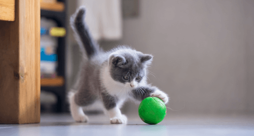 Our Favorite Tips to Train a Kitten