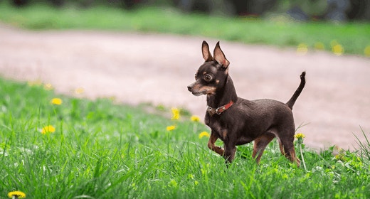 Why Do Dogs Eat Grass