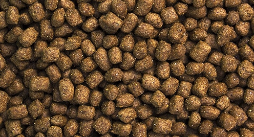 Puppy Ready Adult Dog Food