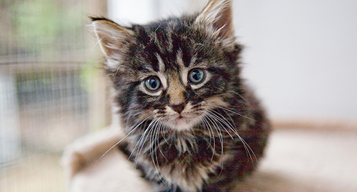 What to keep kittens in top