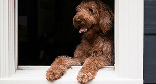 How to take care hotsell of your pregnant dog