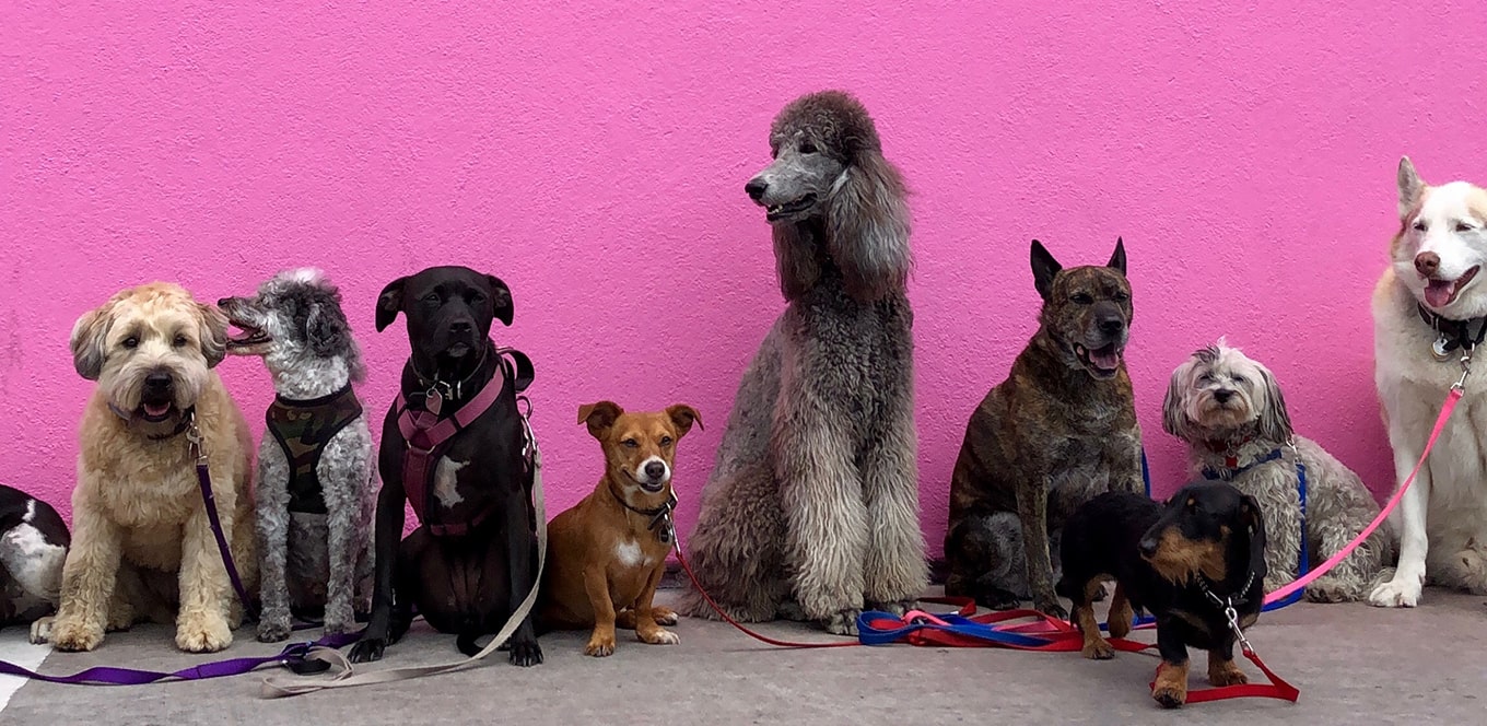 Dog Antioxidants Benefits & Importance IAMS™ Philippines