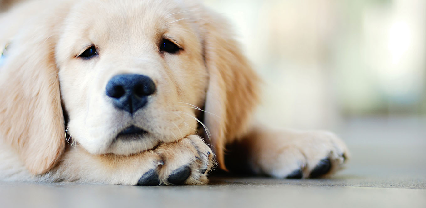 Docosahexaenoic acid for dogs 2025