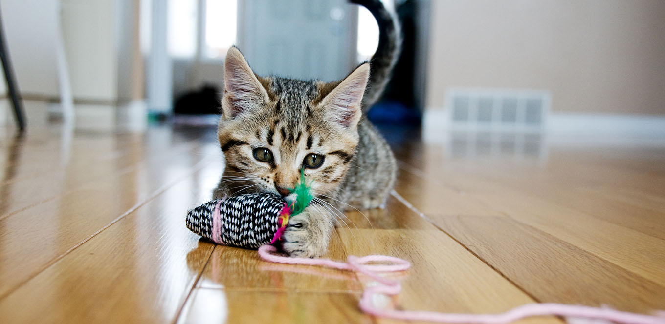 How to feed outlet my kitten