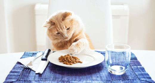 What is a cat's diet on sale