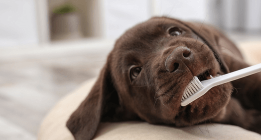 What to feed a teething puppy clearance