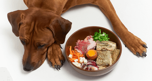 The Importance of Protein in Dog Food IAMS