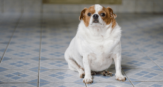 Why Fat is Actually Good for Your Dog IAMS