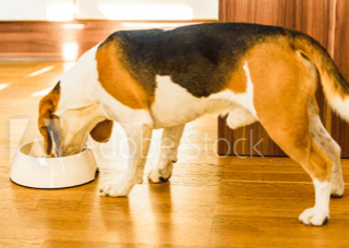 Tips for Helping Your Dog Lose Weight
