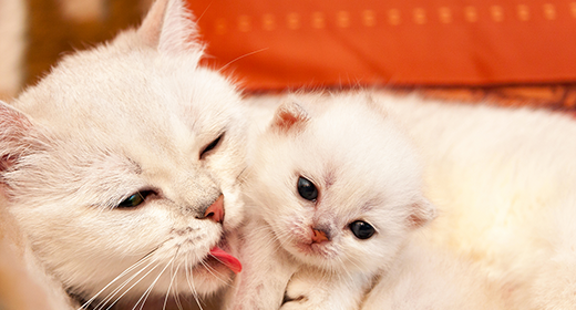 Tips on How To Feed Your Cat 