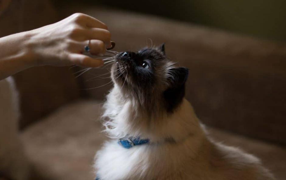 Avoid Free-Feeding