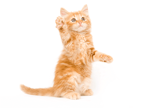 Tips on How To Feed Your Cat 
