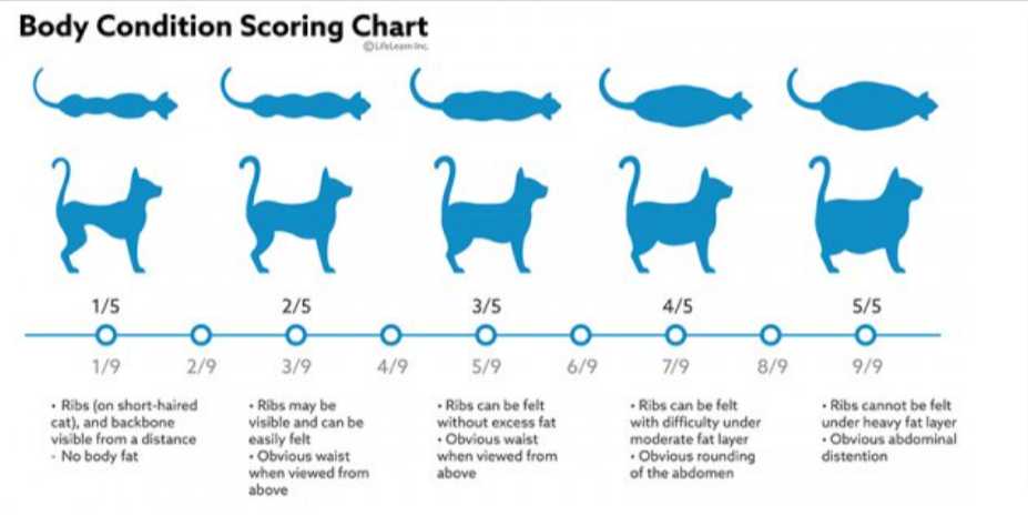body condition chart