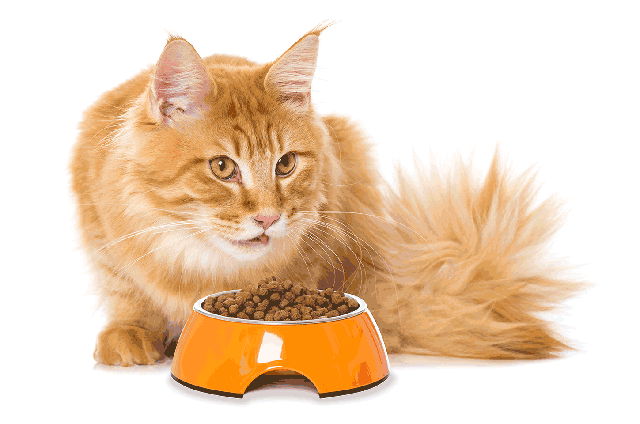 Tips on How To Feed Your Cat 