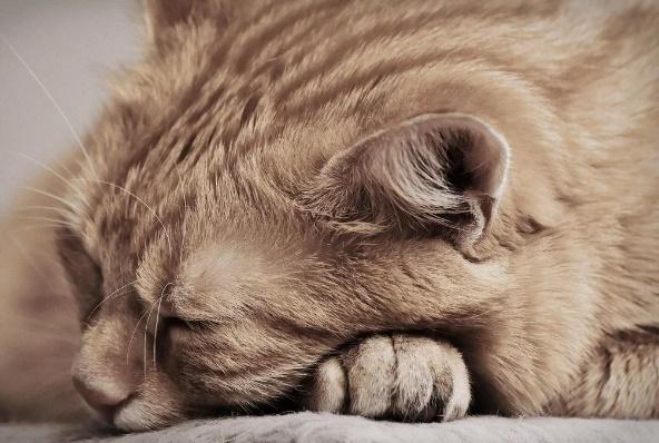 Lethargy